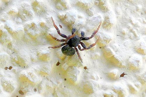 Ozyptila sp.